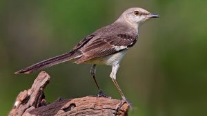 DESERT MOCKINGBIRDS