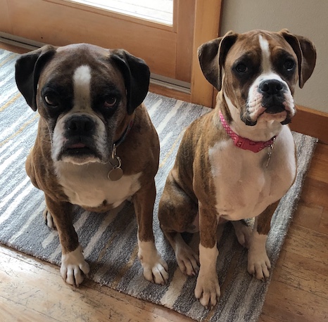 SPRING FEATURED PETS: SUKI & NEWMAN