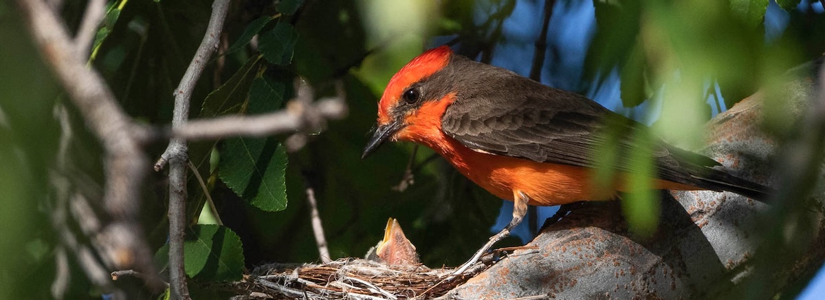 Exotic Birds In Desert Breezes