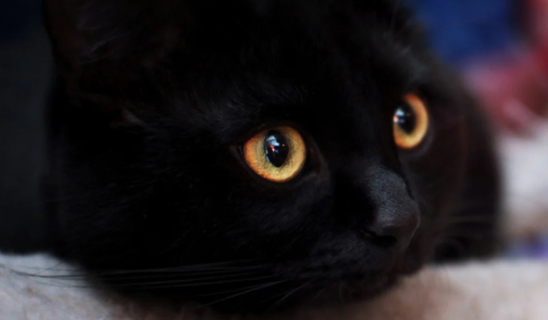 Desert Breezes Animal Rescue