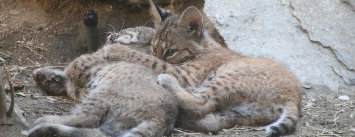 Summer at The Living Desert